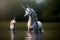 Two White Unicorns Standing In A Body Of Water. Generative AI