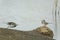 Two White Wagtail birds, Motacilla alba, fighting