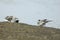 Two White Wagtail birds, Motacilla alba, fighting