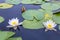 Two white water lilies with green leaves on the still lake surface
