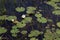 Two white waterlilies in dark marsh water with reeds and lily pads