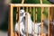 Two white wedding doves in a wooden cage