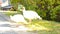 Two white young turkeys walking in the garden and pecking at food, Sunny summer day, HD Video