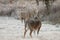 Two whitetail bucks during the full rut