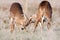 Two whitetail bucks sparring