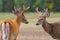 Two Whitetail Deer Bucks