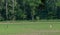 Two whitetail deer standing in field