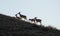 Two Whitetail does and fawns walking on a ridge.