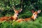 Two Whitetail Fawn