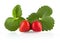 Two whole strawberries with leaves isolated on a white