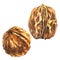 Two whole walnuts, walnut object, isolated, watercolor illustration on white