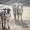 Two Whooly Sheep with Ears sticking Out