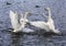 Two of the whooper Swan flapping their wings