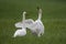 Two whooper swans