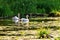 Two whooper swans at the lake