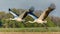 Two whooping crane birds - Grus americana - is an endangered crane species, native to North America named for its whooping calls