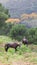 Two wild Andalucian horses, grazing in the autumnal countryside.