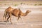 Two wild arabian camels