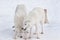 Two wild arctic wolf are playing on white snow. Animals in wildlife. Polar wolf or white wolf.