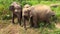 Two wild Asian elephants with baby elephants. Sri Lanka