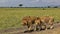 Two wild beautiful lions leisurely walk side by side along a path in the savannah