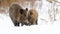 Two wild boar feeding on snowy glade in wintertime