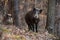 Two wild boar looking to the camera in forest in autumn