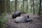 Two wild boars in the forest