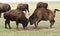 Two wild buffaloes fighting