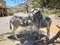 Two wild burros under a shady tree in Oatman, Arizona on Route 66