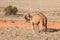 Two Wild camels In the early sunrise of the Australian Outback of te Northern Territory