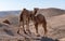 Two wild camels on their way in the remote desert region.