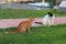 Two Wild Cats Exporing a Yard in Cyprus