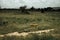 Two wild cheetahs in tanzanian savanna. Africa, Serengeti national park.