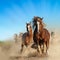 Two wild chestnut horses running together