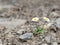 Two wild daisy survivors, on stony ground.