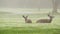 Two wild deers male with antlers and female grazing. Couple or pair of animals.