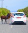 Two wild donkeys blocking the way of a white car on a countryside road.