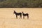 Two wild donkeys on harvested field. Undomesticated animals are often seen in Karpass region of Northern Cyprus