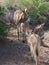 Two Wild Donkeys with their Foal