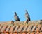 Two wild doves on roof, Lithuania