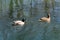 Two wild ducks calmly swimming and having fun in clear local river