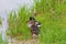 Two wild ducks, male and female in the grass