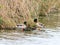 Two wild ducks stand in thickets of reeds in the reserve on Lake Hula in Israel