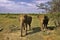 Two wild elephants stand on dry grass.