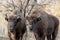 Two wild European bison (Bison bonasus) in autumn deciduous fore