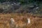 Two wild female mother tiger and her cub in natural grassland at terai region forest of dhikala zone jim corbett national park or