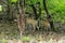 two wild female tigers mother and her cub back profile walking in pattern with tail up in forest morning safari in natural green