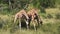 Two wild giraffes fighting near the bush, Kenya, A