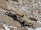 Two wild goats with long horns fighting in the snowy mountains